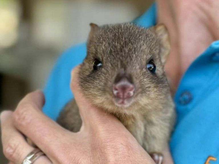 Lady with possum