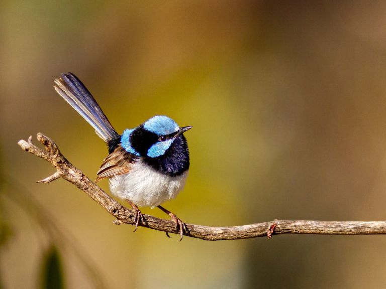 Birdwatching, Bushwalking, Boundary Road Reserve