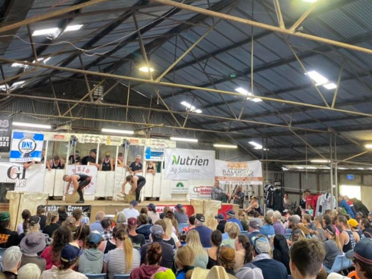 Coota Show Shearing