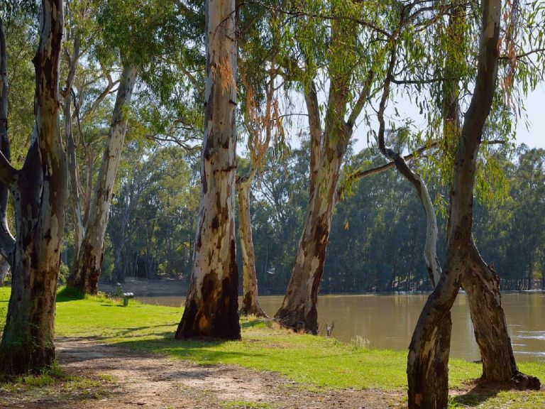 landscape of the Murray River at Barham