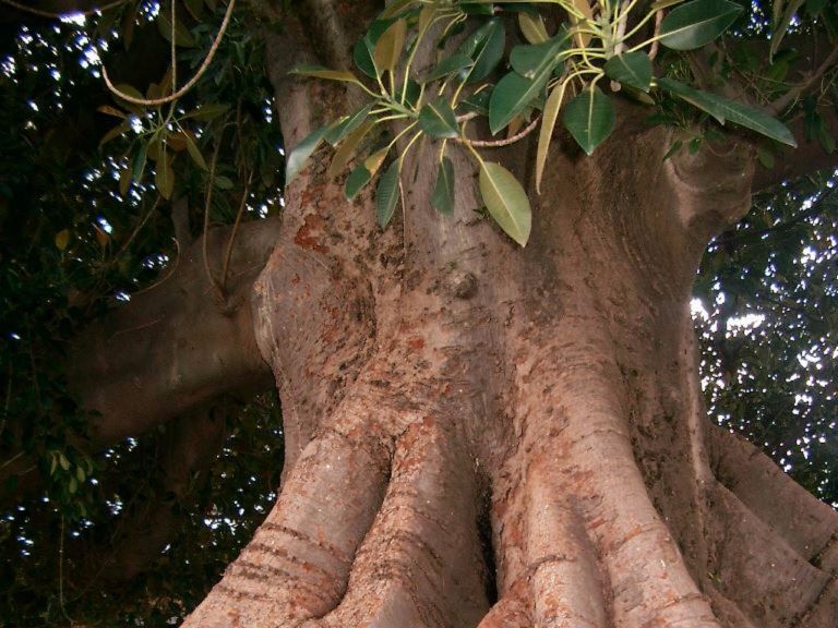 The Big Fig Tree