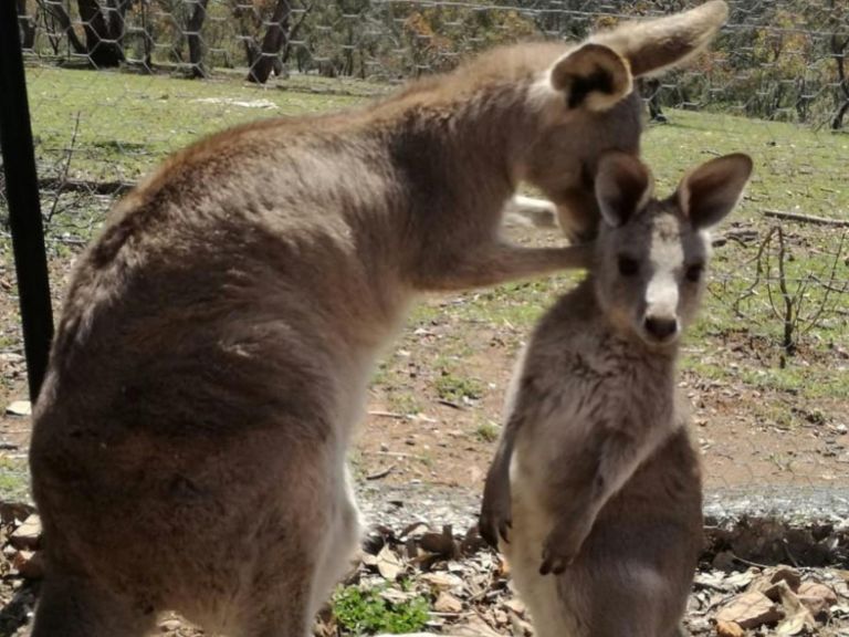 Kangaroos