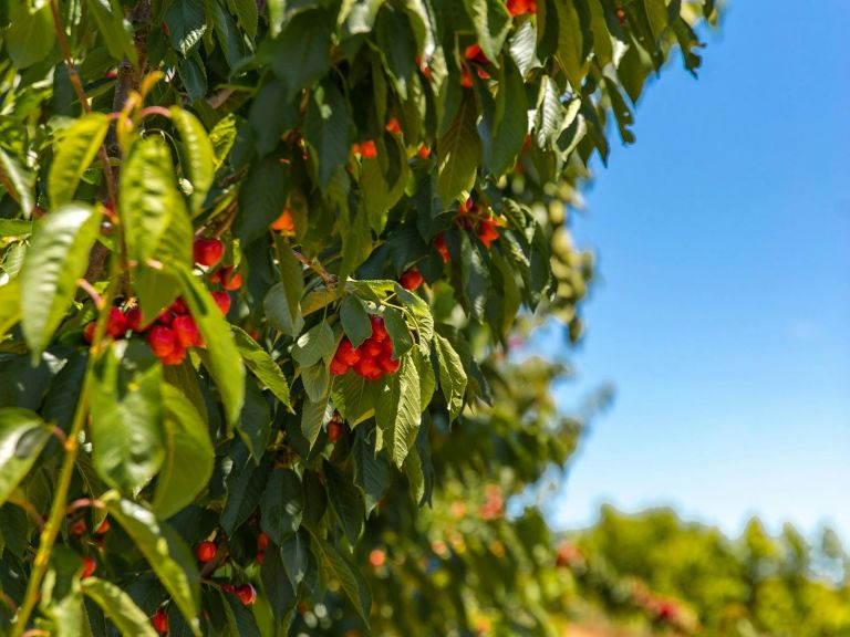 Fresh cherries on our trees during the 2023 cherry harvest