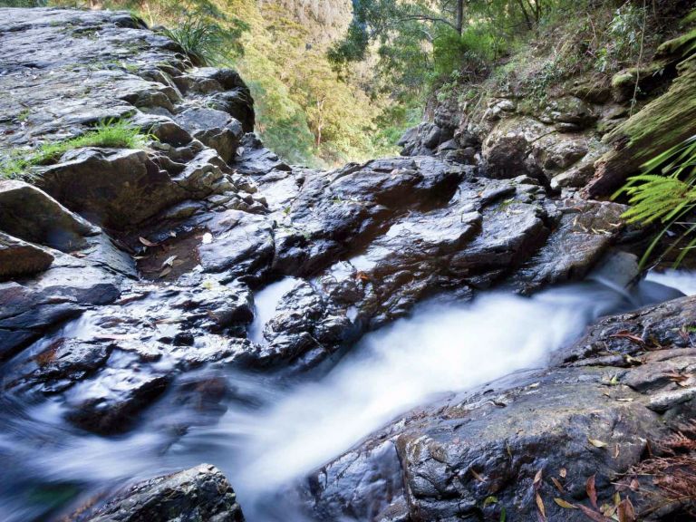 Casuarina Falls circuit, Dorrigo National Park. Photo: Rob Cleary