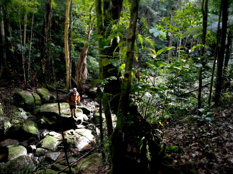 The creek line in Strickland State Forest