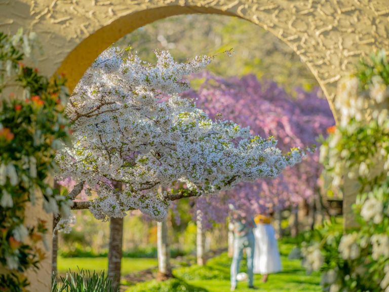 Weeping Cherry Blossoms on Cherry Terrace