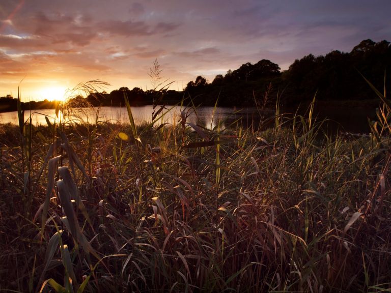 Spring Creek Wetland