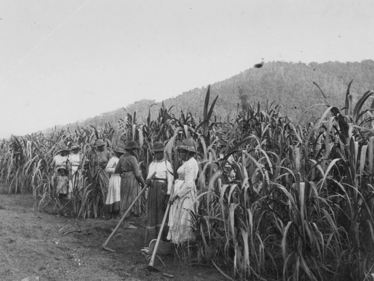 Image: South Sea Islander women working in the sugar cane fields at Hambledon, Queensland, ca. 1891.