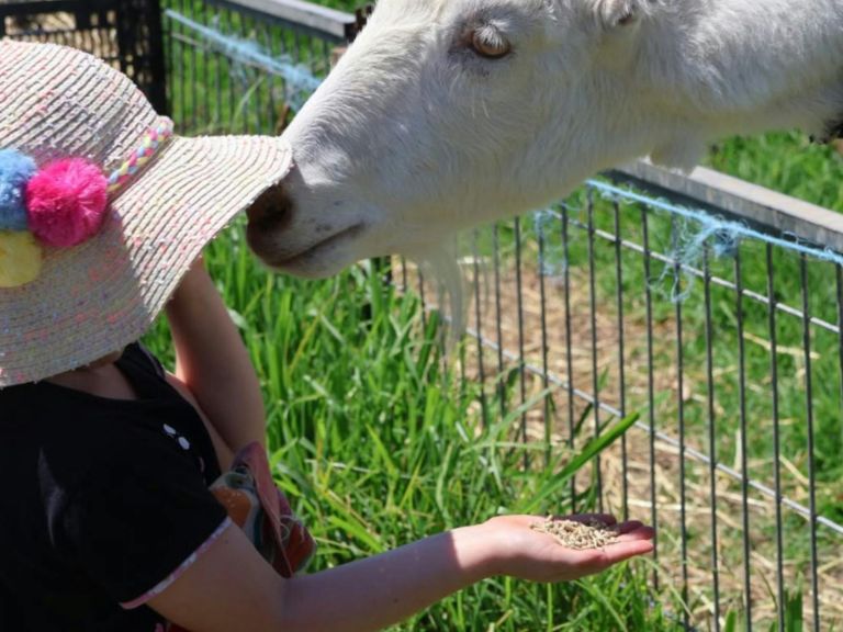 Child feeding farm animals