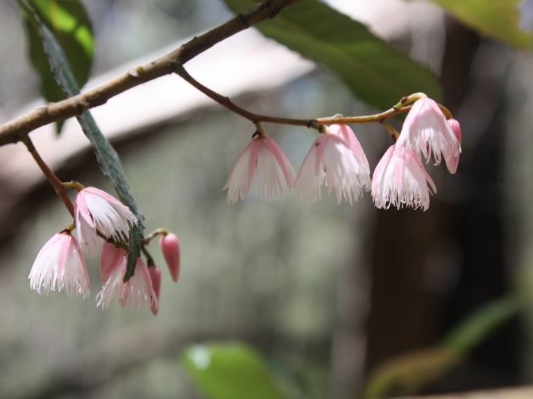 Yili-njili Cycle and Walkway, Tathra to Kalaru bike track, Bega, Sapphire Coast