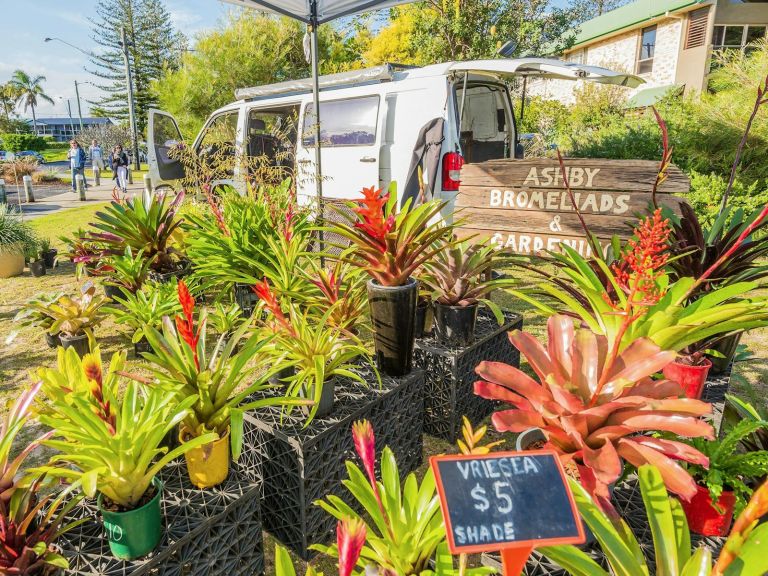 Yamba River Markets Bromeliads