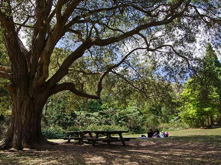 Shady tree, Illawarra Escarpment State Conservation Area. Photo: John Spencer.