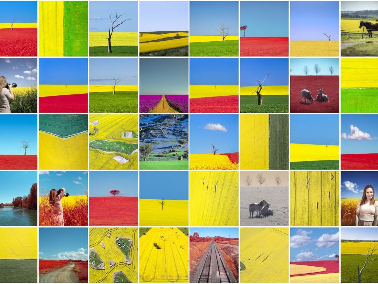 A collage of canola fields photography tour photographs