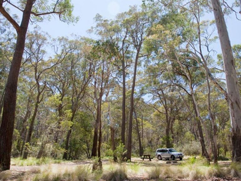 Coxs Creek campground, Coolah Tops National Park. Photo: Nick Cubbin/NSW Government