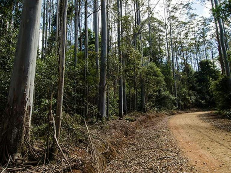 Myrtle Scrub scenic drive, Cottan-Bimbang National Park. Photo: John Spencer/OEH