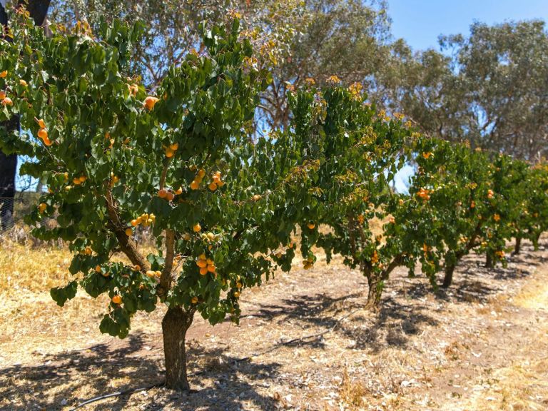 Apricot tree