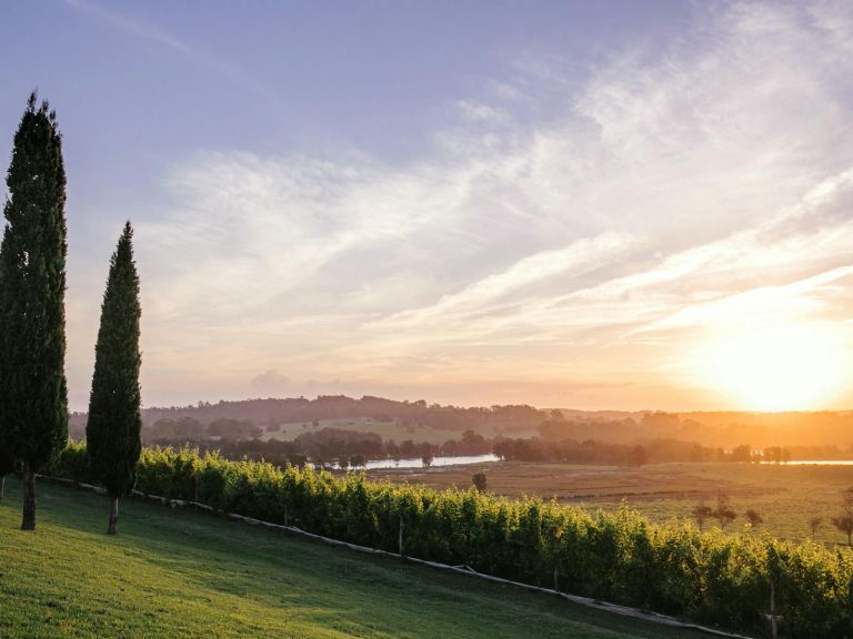 Sun settign over the vineyard at Cupitt's