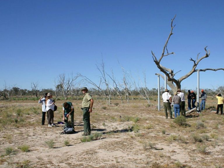 Sturt's tree walk