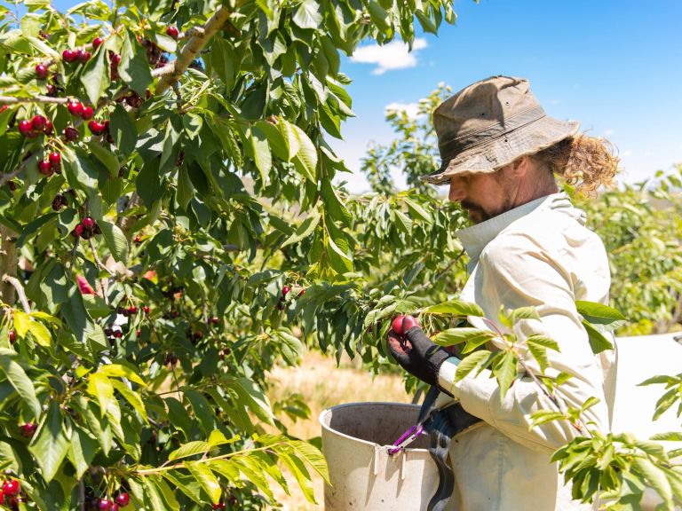 Ballinaclash orchard