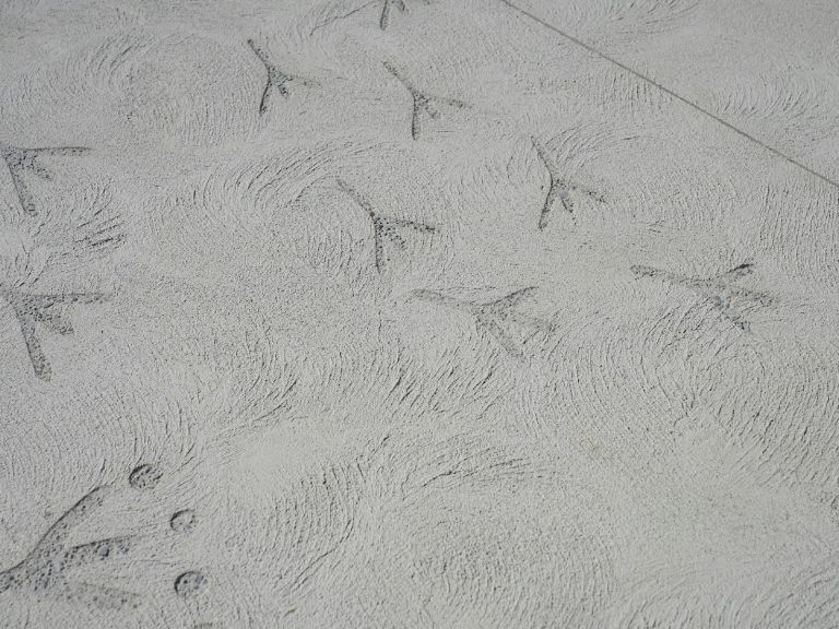 bird prints engraved into the concrete