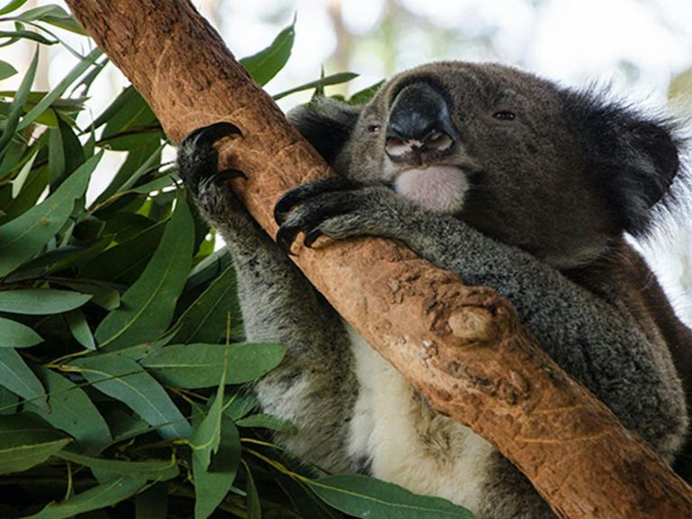 Macquarie Nature Reserve. Photo: John Spencer/NSW Government