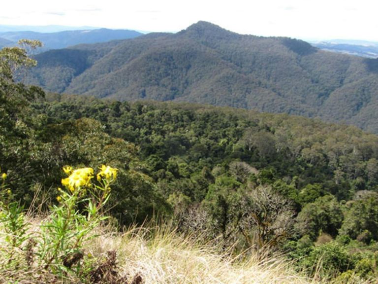 Pieries Peak walking track, Mount Royal National Park. Photo: Susan Davis/OEH