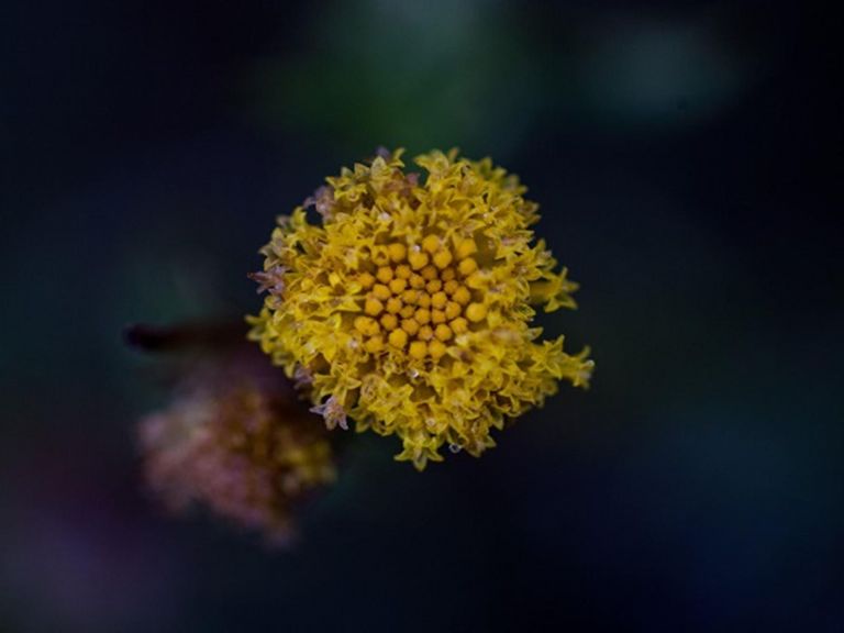 A plant within Narriearra Caryapundy Swamp National Park. Photo: Courtney Davies &copy;DPIE