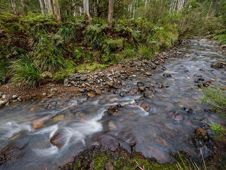 Creek line, Nowendoc National Park. Photo: John Spencer &copy; DPIE