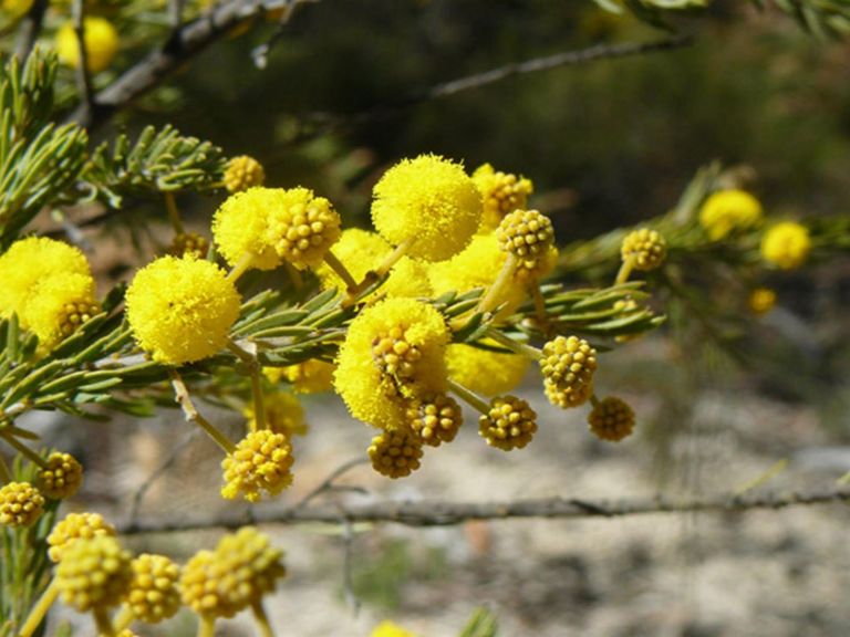 wildflowers, Torrington State Conservation Area. Photo: NSW Government