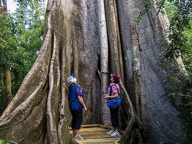 Wingham Brush Nature Reserve. Photo: NSW Government