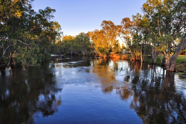 Trees and river water on the Murrumbidgee with sunrise on the trees.